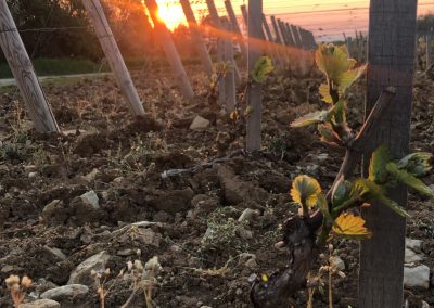 Vignes au soleil couchant Domaine Maréchal
