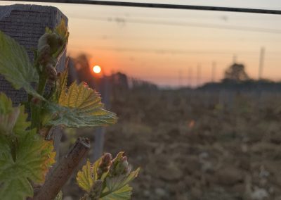 Vignes au soleil couchant Domaine Maréchal