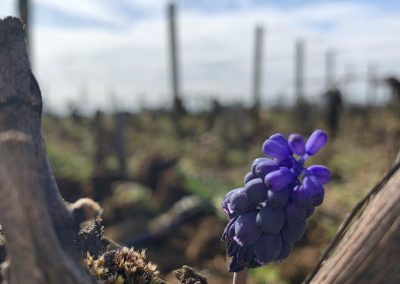 Plante violette sur vignes Domaine Maréchal