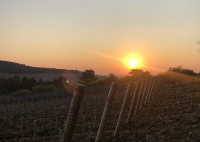 Vignes au soleil couchant en pente Domaine Maréchal