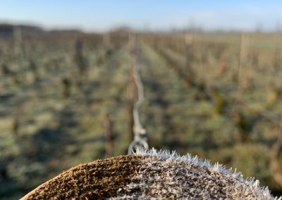 Domaine Maréchal vignes hiver