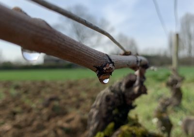 Goutte tombant d'une branche de vigne Domaine Maréchal