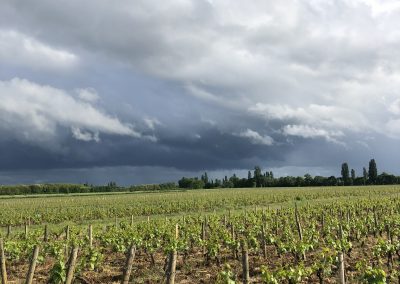 Vue sur les vignes Domaine Maréchal