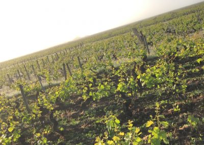 Fond de vignes Domaine Maréchal