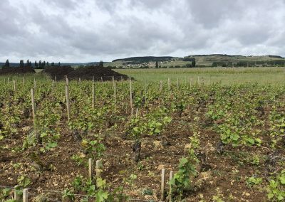 Vue sur les vignes Domaine Maréchal